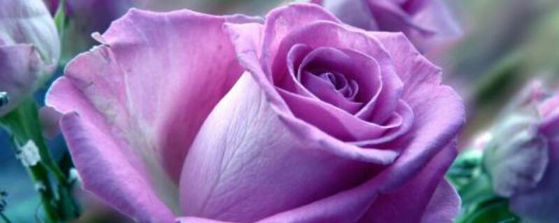 紫玫瑰的寓意