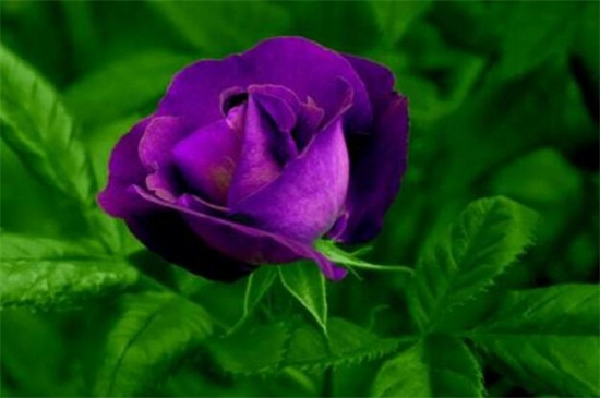 紫玫瑰的花语是什么意思 紫玫瑰 紫玫瑰代表什么 大盆景网手机版