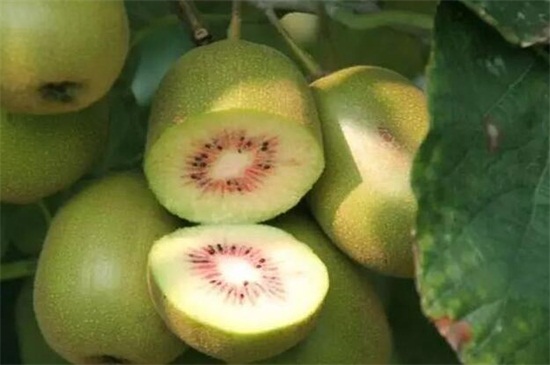 猕猴桃是寒性水果吗，是且不能一次性多吃