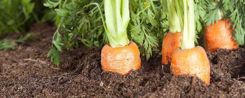胡萝卜什么时候播种