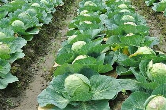 八月份适合种什么蔬菜，可种早秋大白菜和萝卜