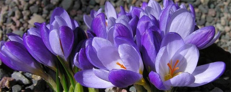 紫番红花花语 花语网