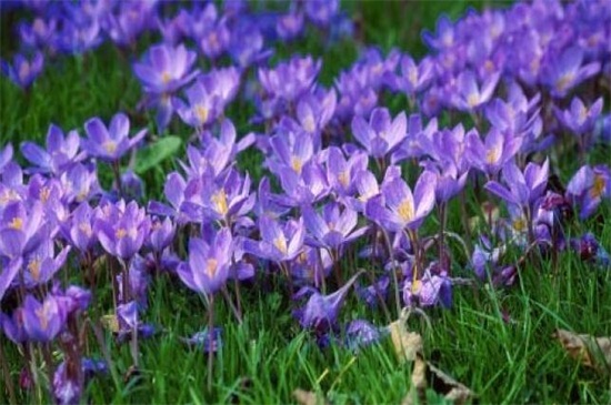 紫番红花花语