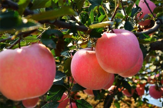 海棠果和苹果的区别，6种区别分辨两者