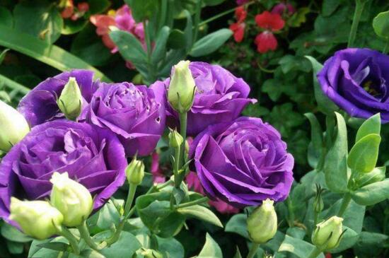 紫色玫瑰花语 紫色玫瑰花语 紫色玫瑰的花语是什么呢 大盆景网手机版