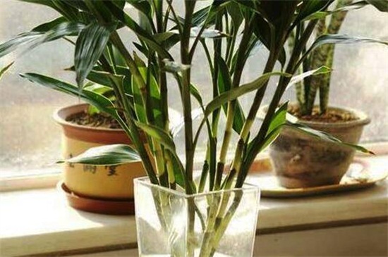 水养富贵竹放盐适量，可抑制细菌使其旺盛