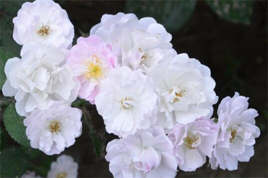 蔷薇花语是什么