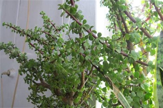 马齿苋树的功效与作用，可清热解毒和消炎止痛