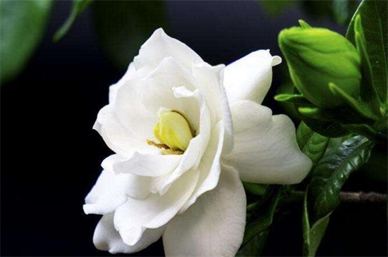 五月六月开什么花 盘点10种最美的花卉 花语网