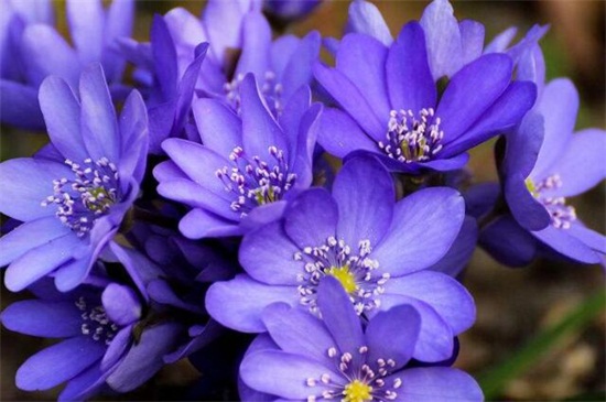 五月六月开什么花，盘点10种最美的花卉