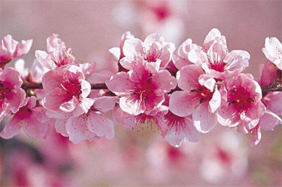 春天有什么花开 论述10种最美花卉 花语网