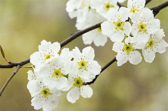 春天有什么花开，论述10种最美花卉
