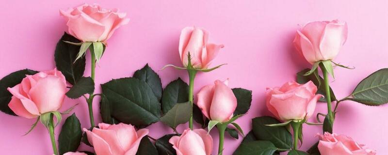 粉色玫瑰花语
