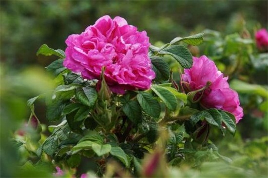 平阴玫瑰的养殖方法