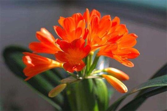 六个妙招让君子兰开花，要注意控制温度和光照
