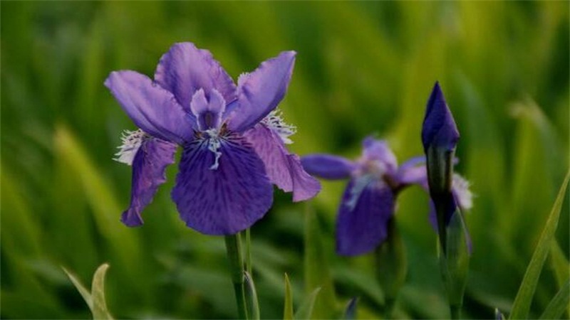 紫罗兰的花语和传说