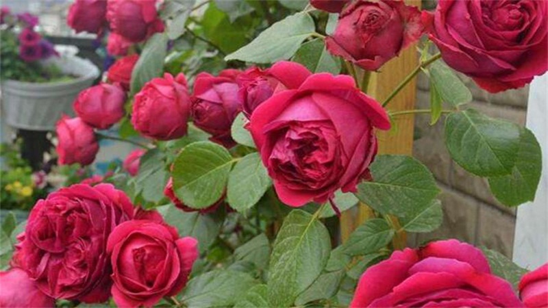 玫瑰的养殖方法和注意事项