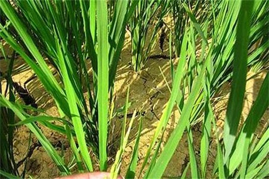 水稻二化螟防治时间，初夏7月时防治最佳