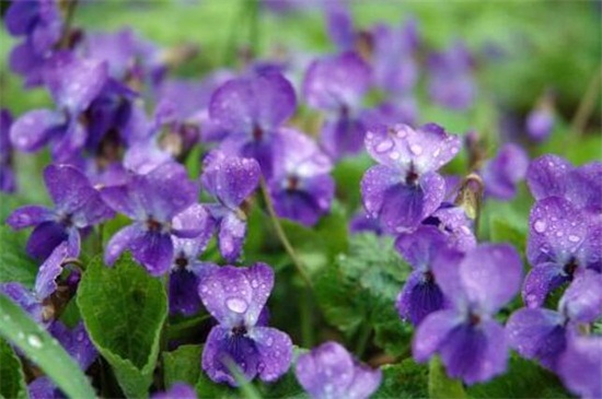 紫罗兰有哪些种类 花语网