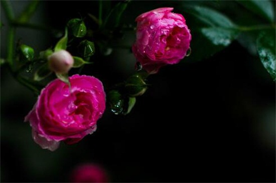 蔷薇花的养殖方法和注意事项