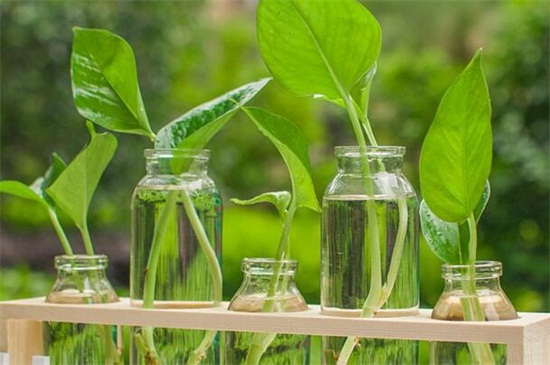 水培绿萝的养殖方法和注意事项