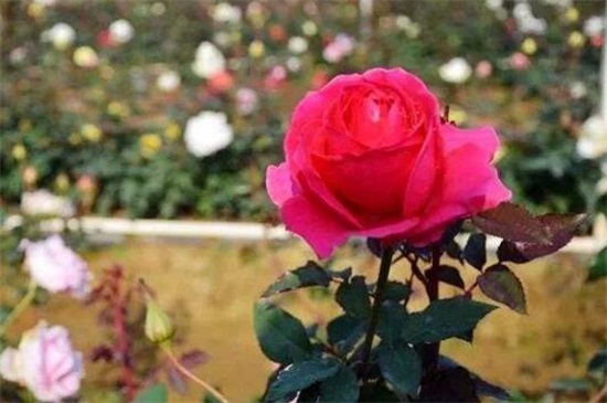 玫瑰花什么时候开，花期在5～6月