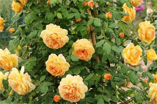玫瑰花什么时候开，花期在5～6月