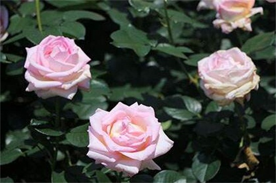 玫瑰花什么时候开 花期在5 6月 花语网
