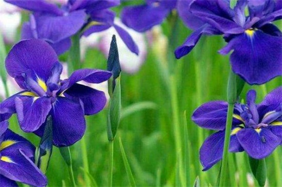 紫罗兰的繁殖方法