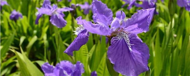 紫罗兰什么时候开花