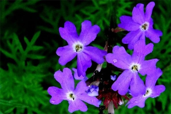 紫罗兰花在家里怎么养