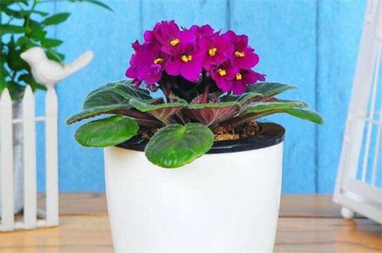 盆栽紫罗兰的花期管理