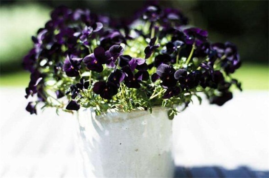 怎样栽培紫罗兰