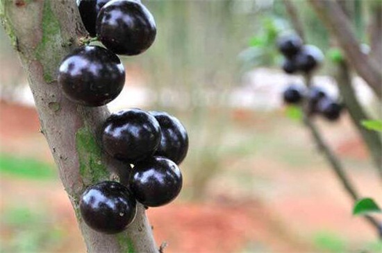 树葡萄的功效与作用，补血益气还可抵抗衰老