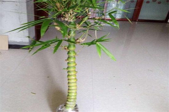 佛肚竹盆景如何制作和养护