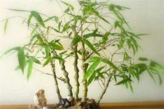 佛肚竹盆景如何制作和养护