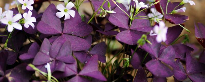 紫叶酢浆草的养殖方法