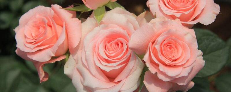 粉红玫瑰的花语是什么