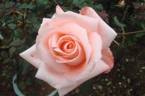 粉红玫瑰的花语是什么