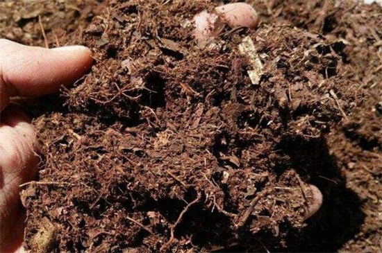 六月雪用什么土养护，泥炭土可及时提供养分
