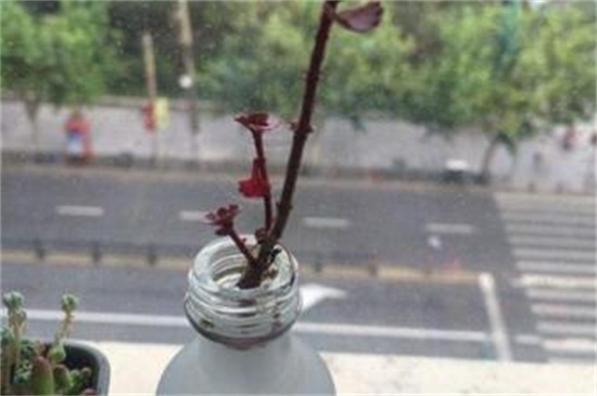 小球玫瑰可以水培吗，可插入水中重新生根
