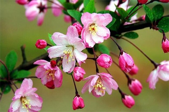 海棠花花语