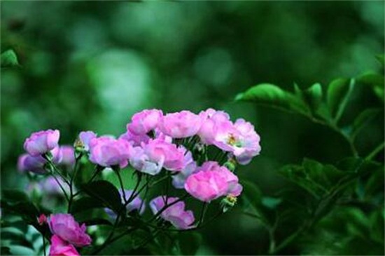 野蔷薇的养殖方法及注意事项