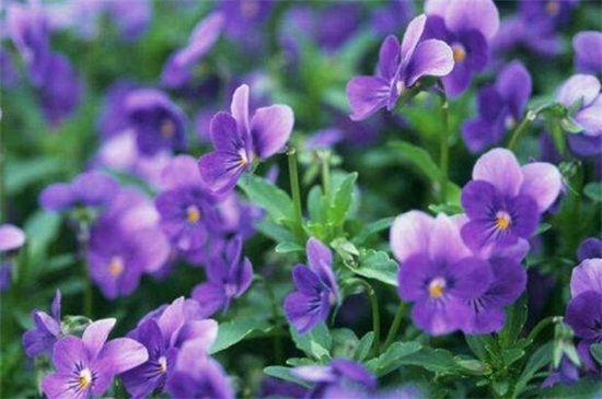 紫罗兰四季都开花的技巧，分期播种延长光照