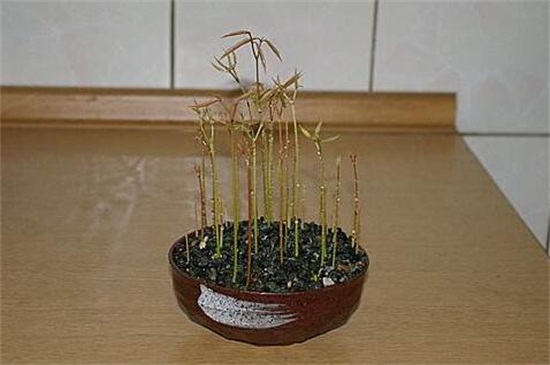 盆栽荔枝的养殖方法