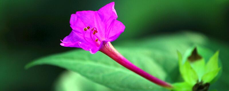 紫茉莉可以种在花盆里吗，什么时候开花