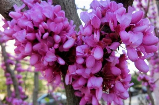 紫荆冬天能开花吗，怎么过冬