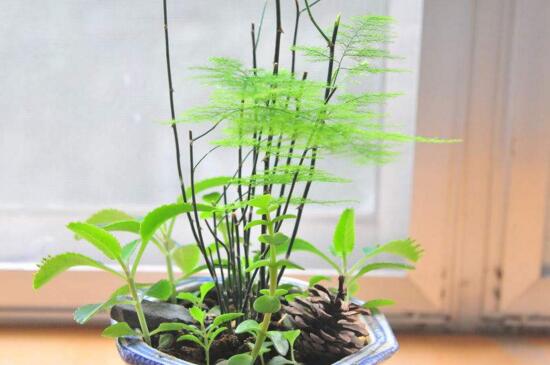 家里怎么养盆栽竹子