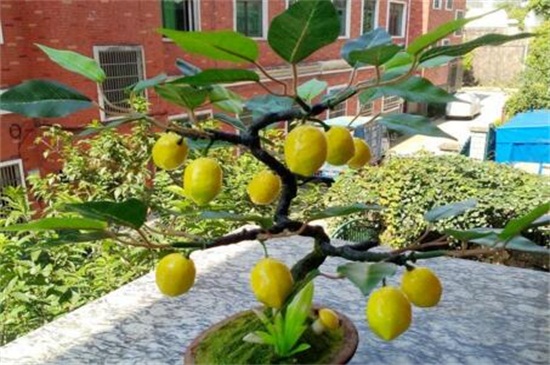 盆栽柠檬的养殖方法和注意事项