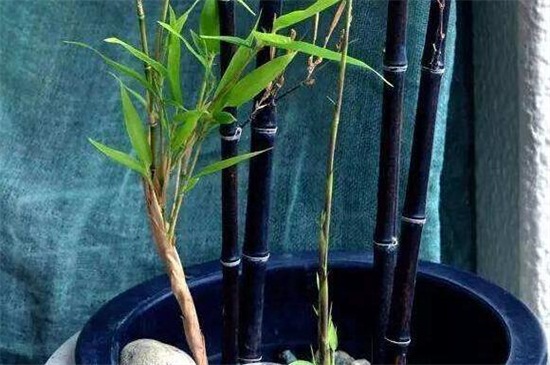 紫竹的养殖方法和注意事项